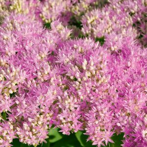 Kölle’s Beste Fetthenne ‘Carl’ rosa, 3 Liter Topf | Pflanzen Kölle