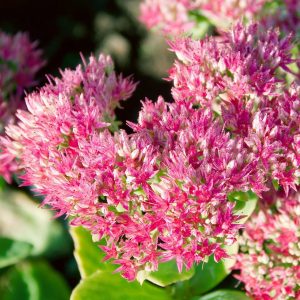 Prächtige Fetthenne ‘Abendrot’ karminrosa, Höhe 40 cm, Topf 3 Liter | Pflanzen Kölle