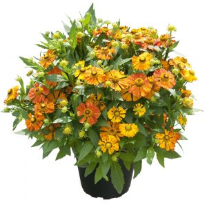 Sonnenbraut ‘Helias Orange’ orange, Höhe 80 cm, Topf 3 Liter | Pflanzen Kölle