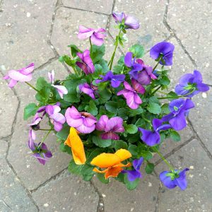 Hornveilchen ‘Trio’, blau-rot-orange, Topf -Ø 12 cm, 6 Pflanzen | Pflanzen Kölle