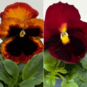 Stiefmütterchen ‘Matrix Solar Flare ‘ rot-gelb, Topf-Ø 12 cm, 6 Pflanzen | Pflanzen Kölle