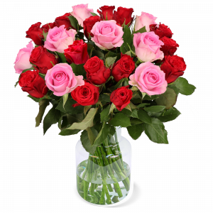 18 Rot-pinke Rosen | Blume Ideal
