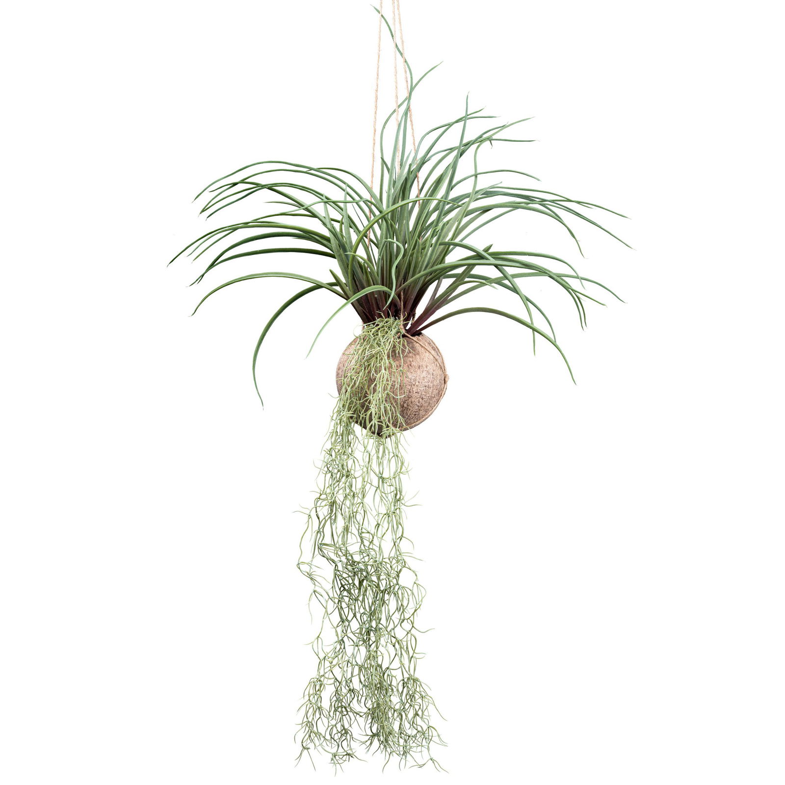Künstliche Tillandsia stricta, Höhe ca. 72 cm | Pflanzen Kölle