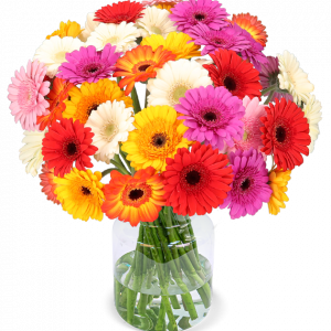 44 bunte Gerbera | Blume Ideal