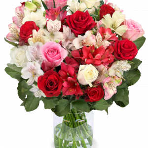 Amelie mit bis zu 40 Blüten | Blume Ideal