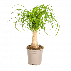 Beaucarnea Recurvata “Stamm” | Elefantenfuß | +/- 50cm | ø 17cm Topf | Blume Ideal