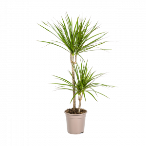 Dracaena Marginata “Green” | Drachenbaum | +/- 80cm | ø 19cm Topf | Blume Ideal