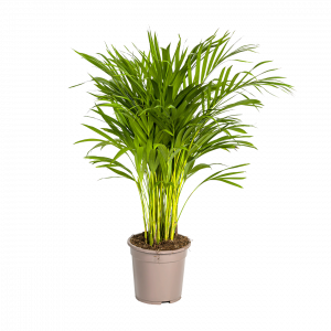 Dypsis Areca Lutescens | Goldfruchtpalme | +/- 90cm | ø 19cm Topf | Blume Ideal