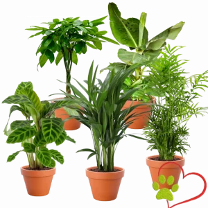 5er-Set “Tierfreund” | Bergpalme | Glückskastanie | Bananenpflanze | Korbmarante | Goldfruchtpalme | +/- 30-60cm | ø 10-15cm Topf | Blume Ideal