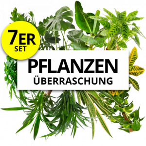 7er-Set | Pflanzenüberraschung | +/- 40-70cm | ø 12-15cm Topf | Blume Ideal