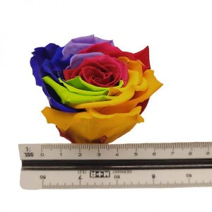 Rosen Infinity – Blumengruß – Rainbow – Geschenk | Flora Trans
