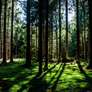 Wanderreich Nijmegen – Urlaub in der Natur | erlebe.de/AKTIV