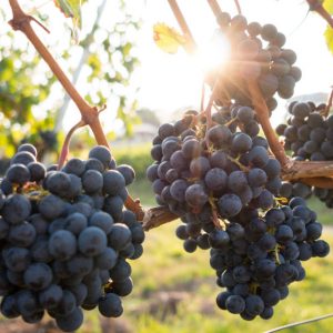 Urlaub im Piemont – Hügellandschaft mit kulinarischer Tradition | erlebe.de/AKTIV