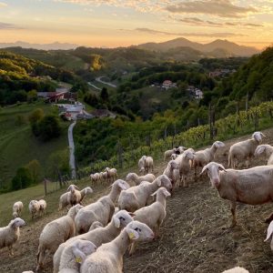 Wanderung in Andalusiens weißen Dörfern | erlebe.de/AKTIV