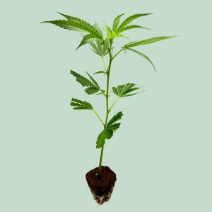 Amnesia Core Cut – Cannabis Stecklinge | happybuds