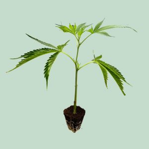 Critical+ 2.0 – Cannabis Stecklinge | happybuds