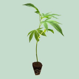 Girl Scout Cookies – Cannabis Stecklinge | happybuds