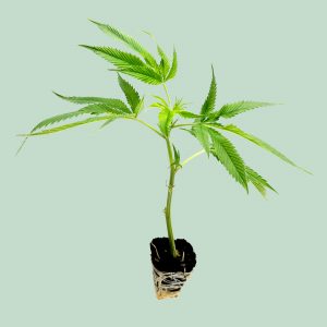 Gogurtz – Cannabis Stecklinge | happybuds