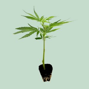 Mango Kush – Cannabis Stecklinge | happybuds