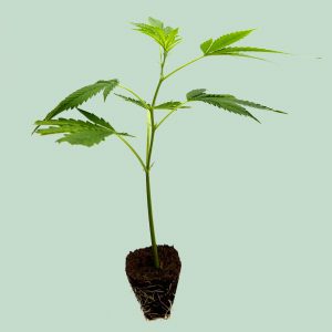 OG Kush – Cannabis Stecklinge | happybuds