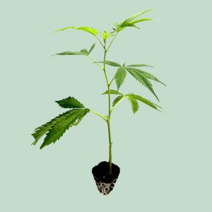 Tropical Gelato – Cannabis Stecklinge | happybuds