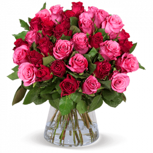 44 Rosen “RomanticRoses” | Blume Ideal