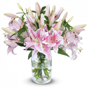 20 pinke Lilien mit bis zu 80 XXL Blüten | Blume Ideal