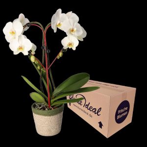 Herzorchidee im Weidenkorb (55cm Länge, 12cm Topf) | Blume Ideal